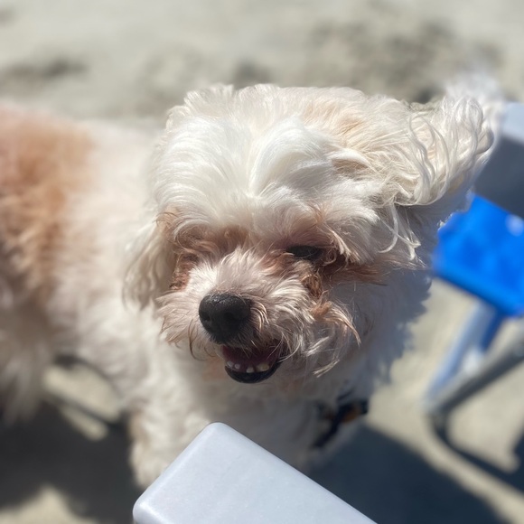 Meet your Posher, Savannah - Picture 3 of 3